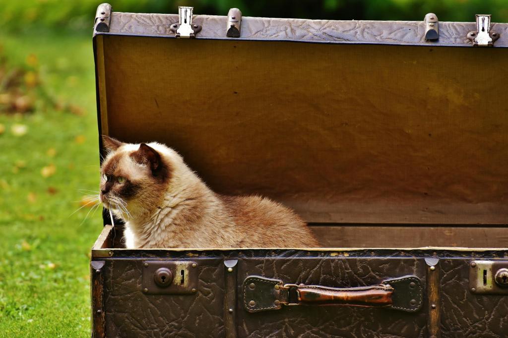 cat in a suitcase on its way from the UK to the U.S.