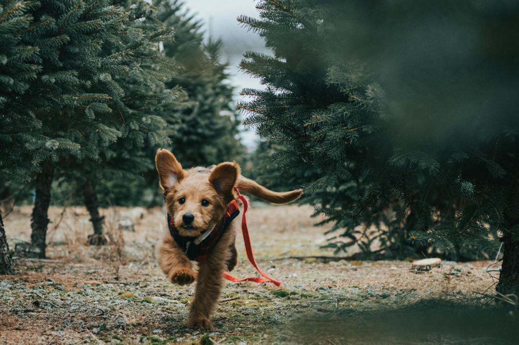 A puppy running through the trees in America, proof that you can bring your pet from the UK to the US
